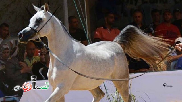  فيديو: المسابقة قسماوية .. لبانة مربط القاسم تحصل على الذهبية والمكان الاول ورئيس البلدية المحامي عادل بدير يُبارك ويشارك اصحاب الخيول القسماوية في يومهم الثاني من مسابقة الجمال   